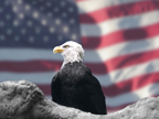 Eagle and flag