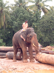 elephant working