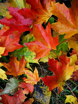 Fall leaves