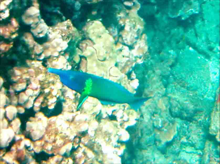 fish