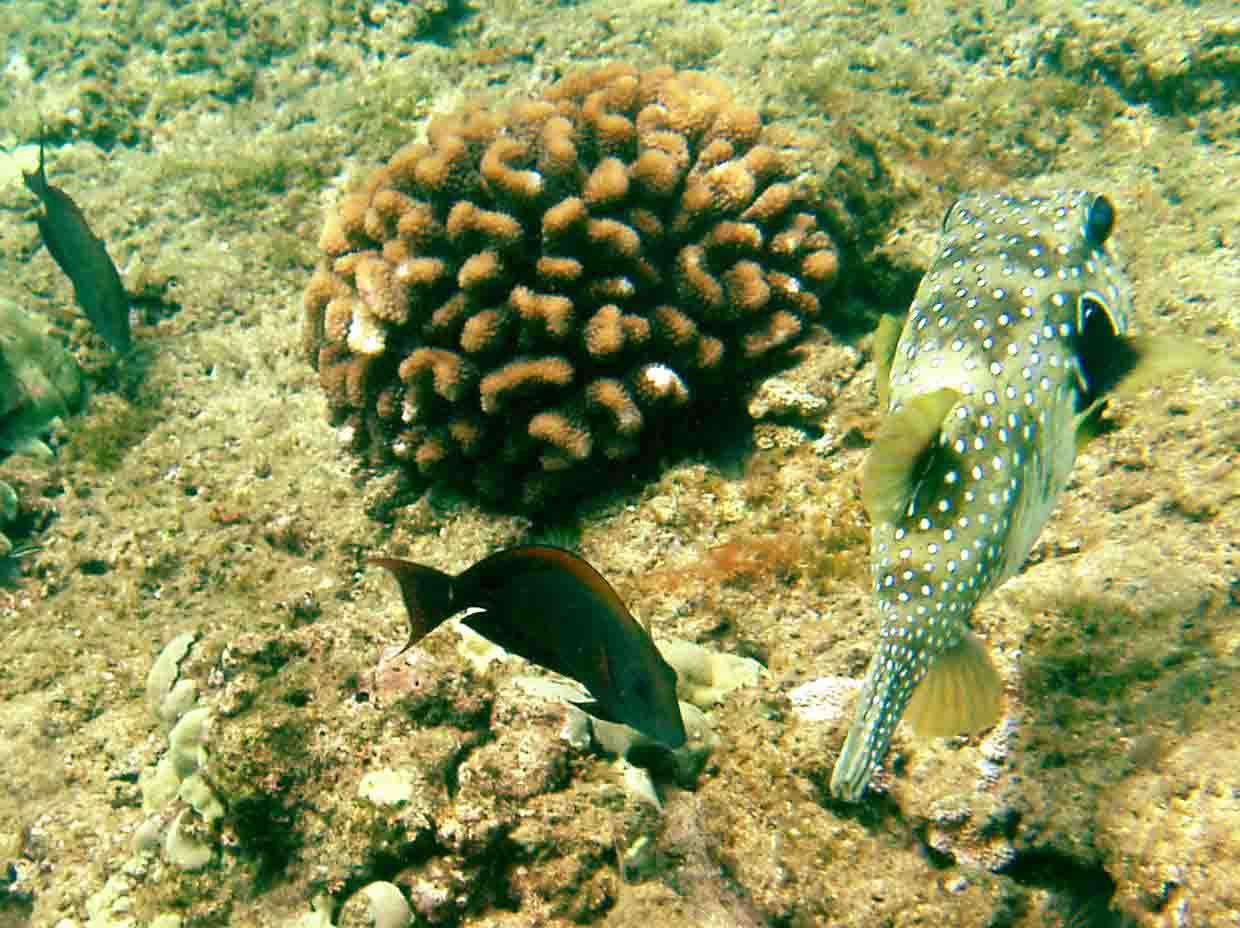 fish