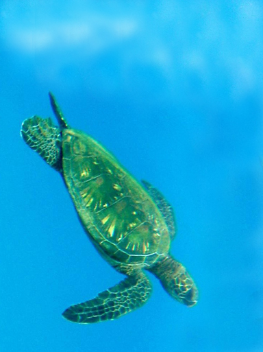 turtle