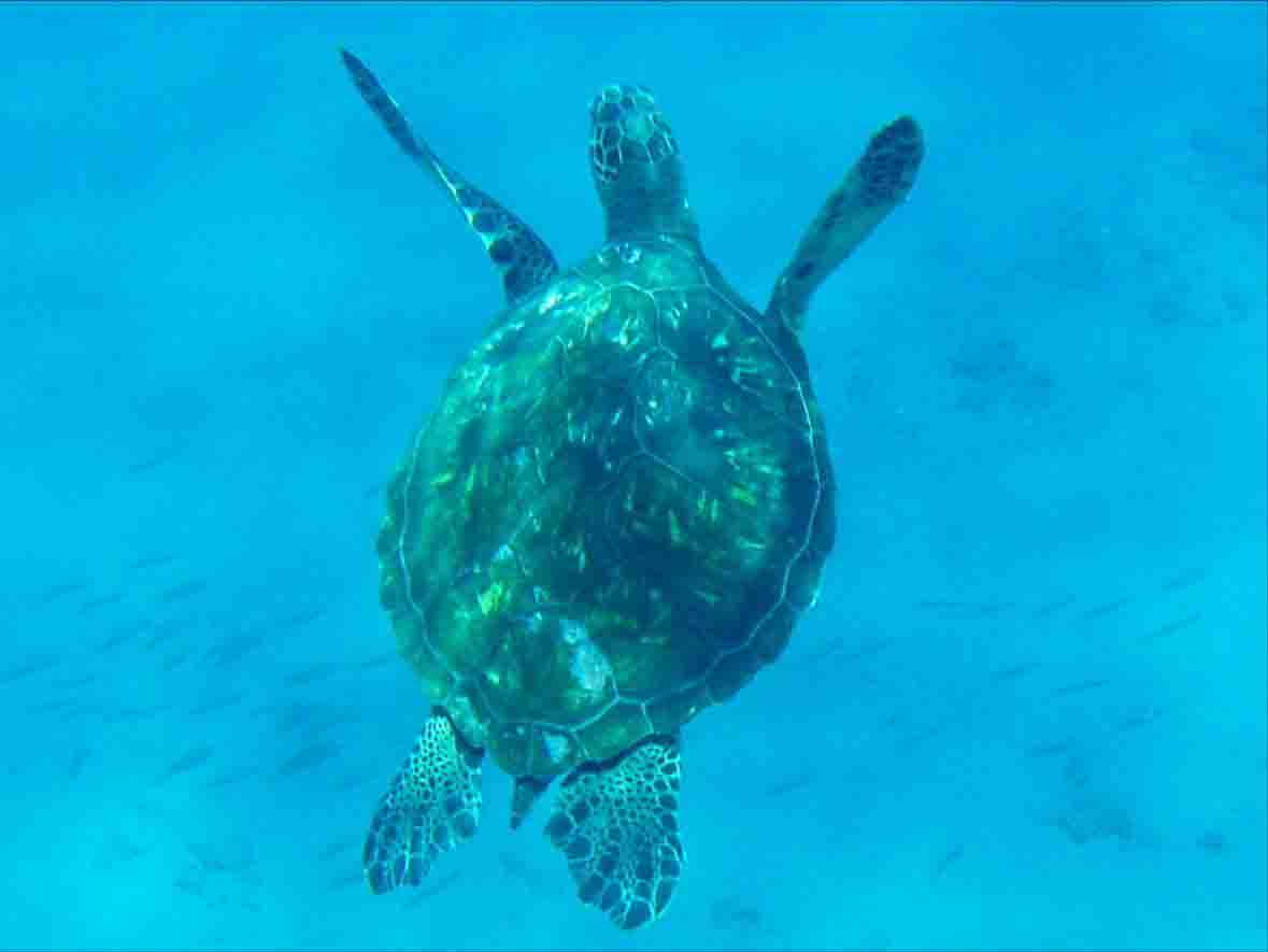 turtle
