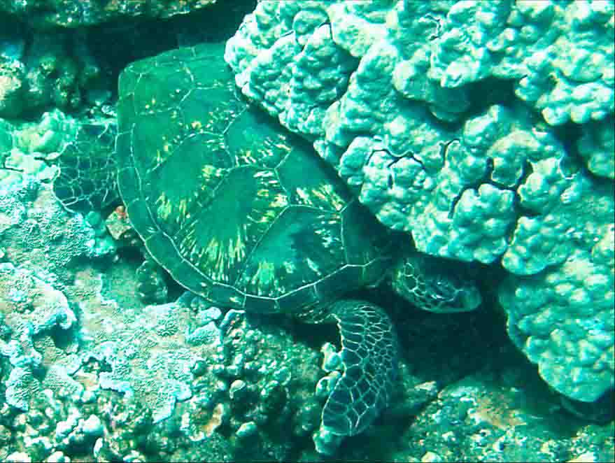 turtle