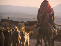 shepherds