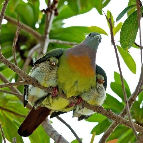 Bird sheltering young