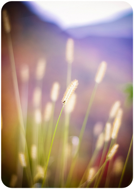 Cattails / In the Face of Evil, We Must Live Our Faith Out Loud