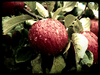 Fruit