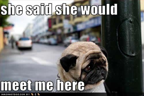 funny pug pictures. girlfriend Tags: Funny Pug Photos, funny pug pictures.