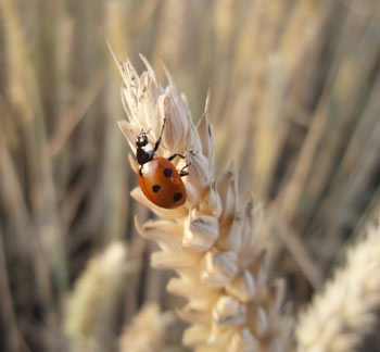 ladybug
