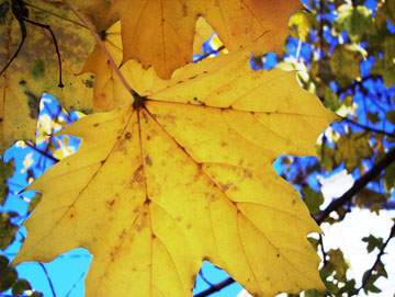 Leaf