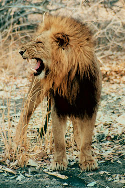 Lion