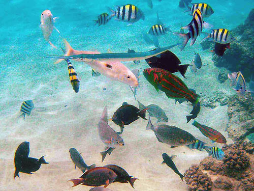 Fish
