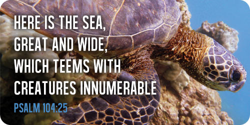 Sea Turtle