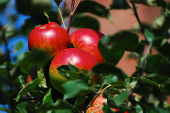 Tree fruit