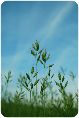 Wheat field