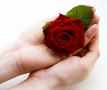 hands holding rose