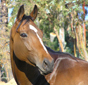horse
