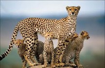cheetahs