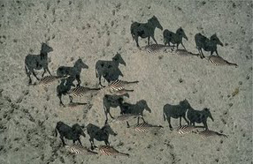horses