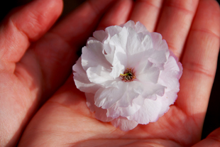 Hands holding white flower