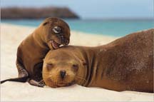 seals