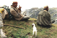 shepherds