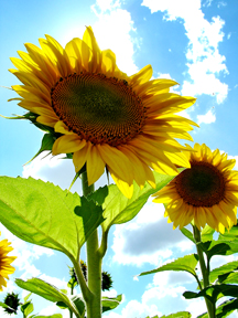 sunflower