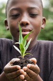 Replanting lives