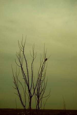 GreenBranches