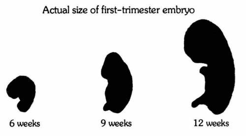 First Trimester