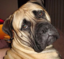 Bull  Mastiff