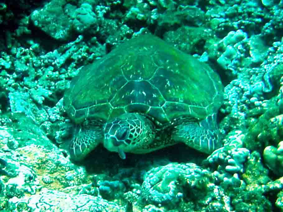 turtle