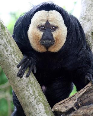 White-faced Saki monkey