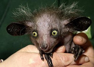 Aye-aye