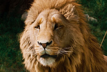 Aslan