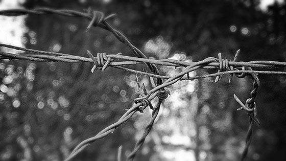 Barbed wire