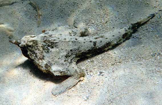 Cuban Frog Fish