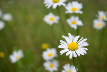 Daisies