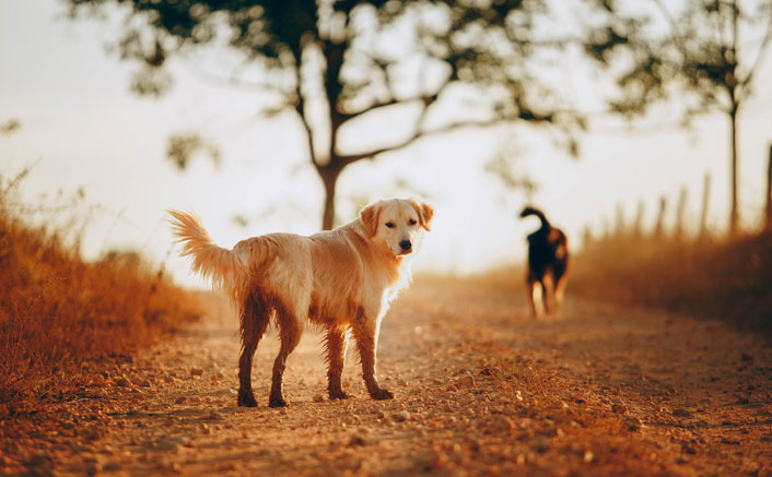 What Will Happen to Our Pets at Christ’s Return? - Eternal Perspective