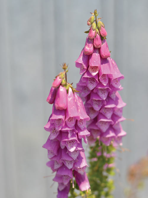 Foxglove