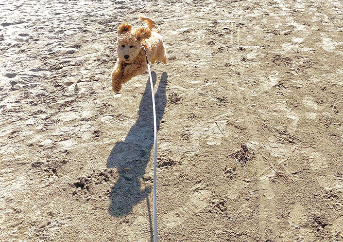 Gracie at the beach