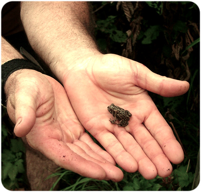 Hands holding frog