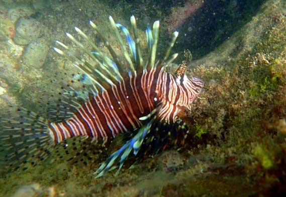 Lionfish