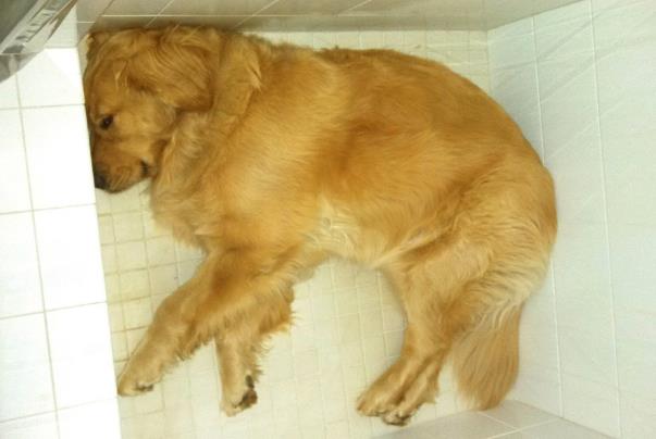 Maggie in the downstairs shower