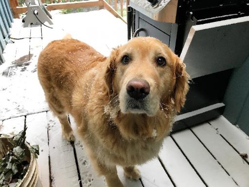 Maggie in the ice