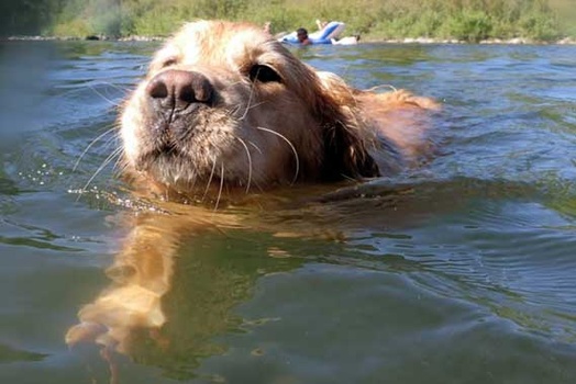 Maggie swimming