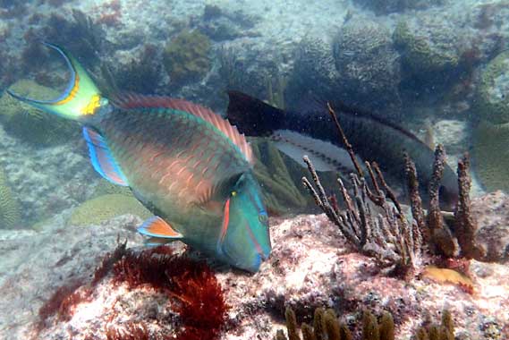 Parrot Fish