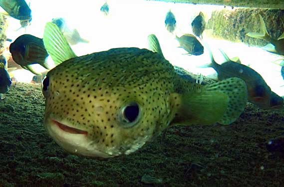 Porcupine Fish