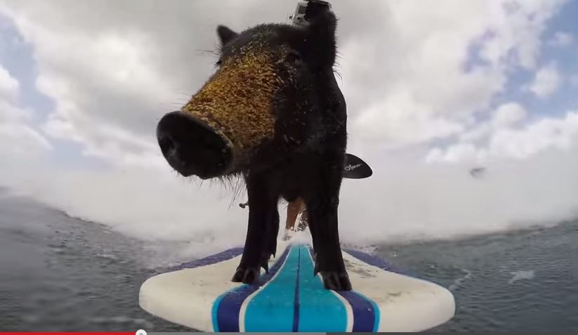 Surfing Pig